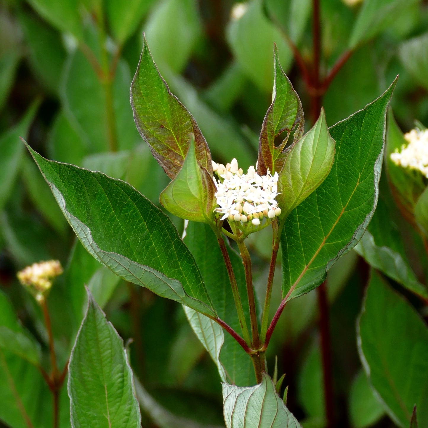 Purpur-Hartriegel 'Nightfall' (Cornus alba)