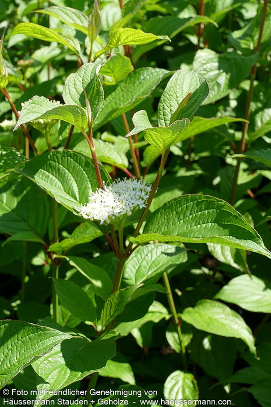 Purpur-Hartriegel 'Siberian Pearls' (Cornus alba)