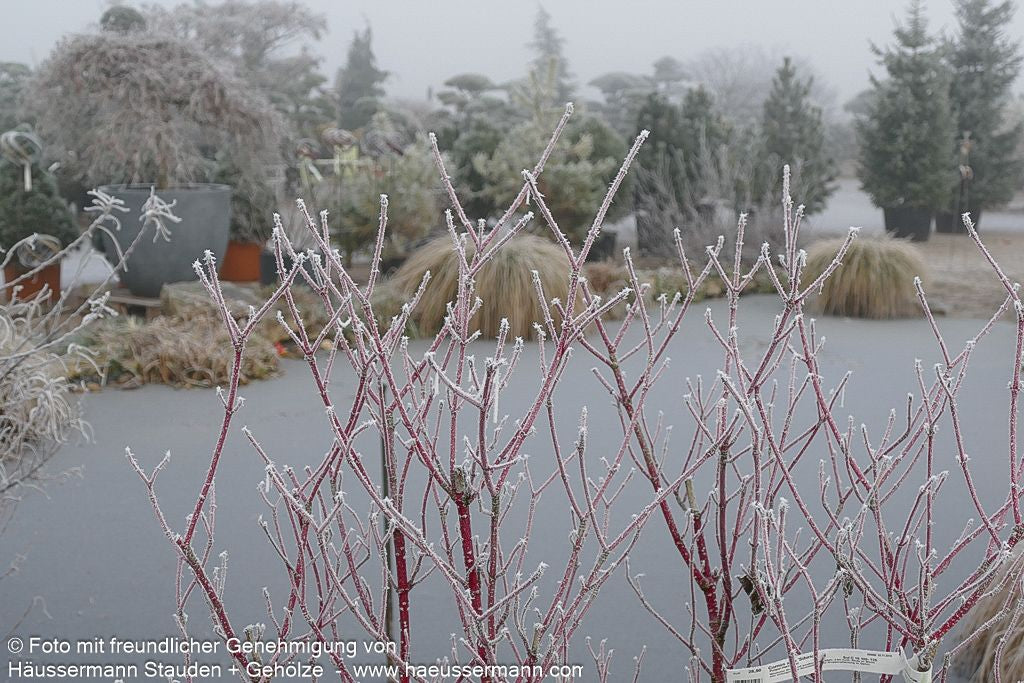 Purpur-Hartriegel 'Sibirica' (Cornus alba)