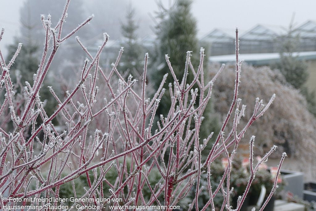 Purpur-Hartriegel 'Sibirica' (Cornus alba)