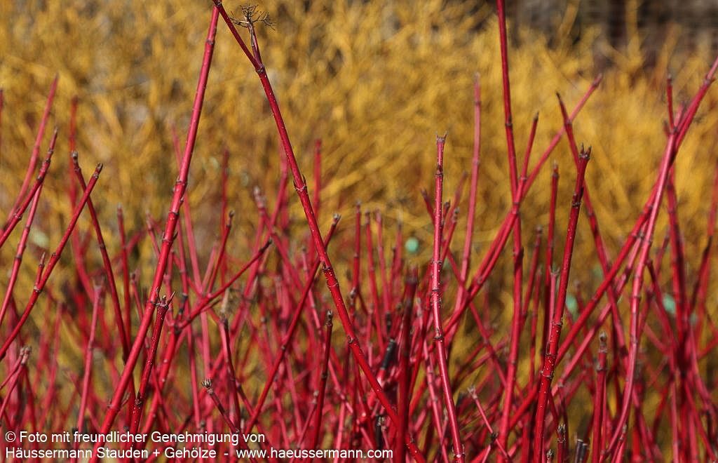 Purpur-Hartriegel 'Sibirica' (Cornus alba)