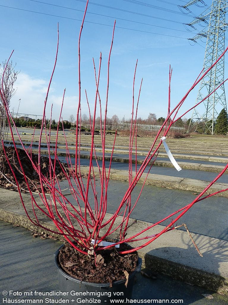 Purpur-Hartriegel 'Sibirica' (Cornus alba)