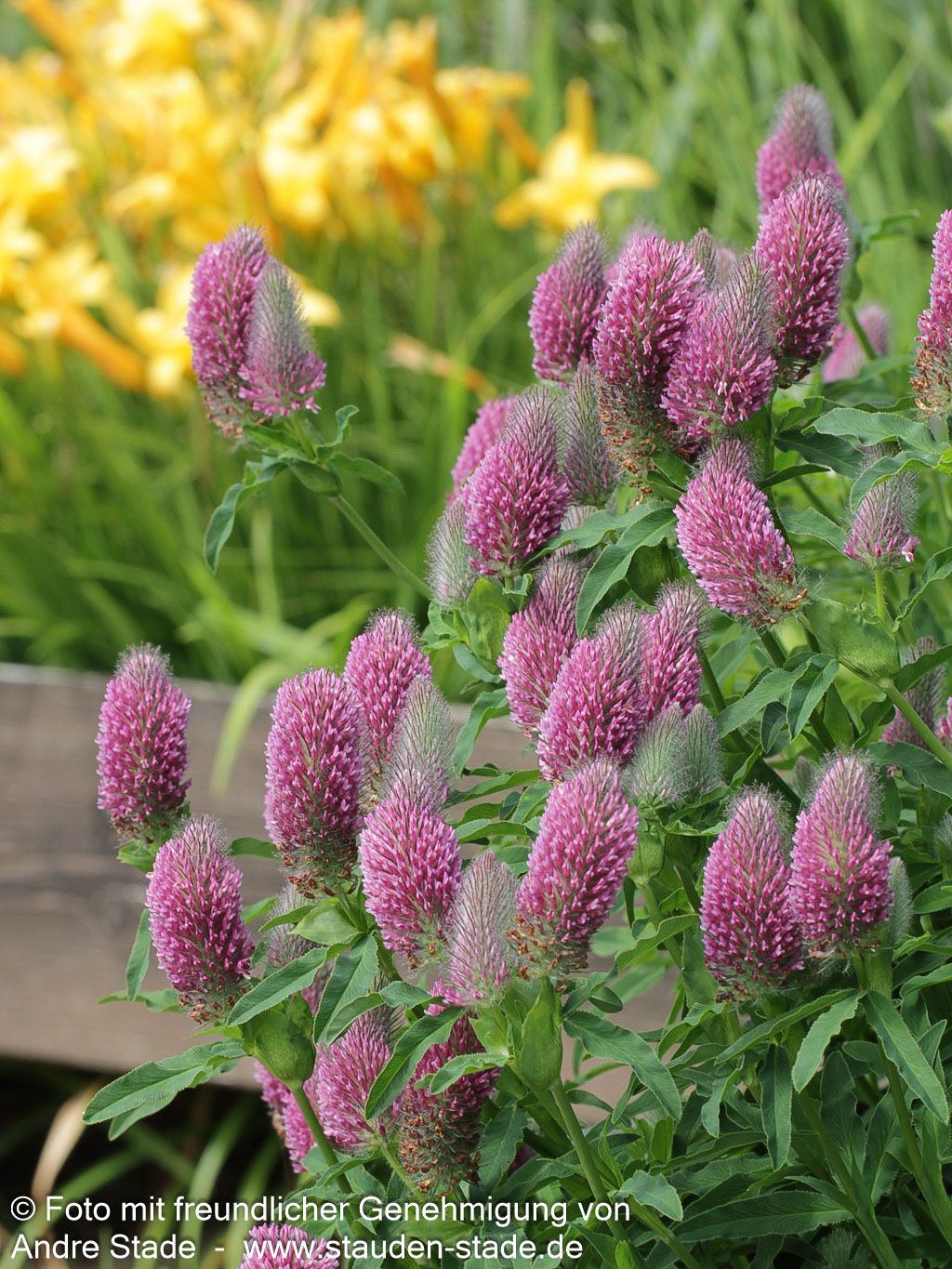 Purpur-Klee (Trifolium rubens)