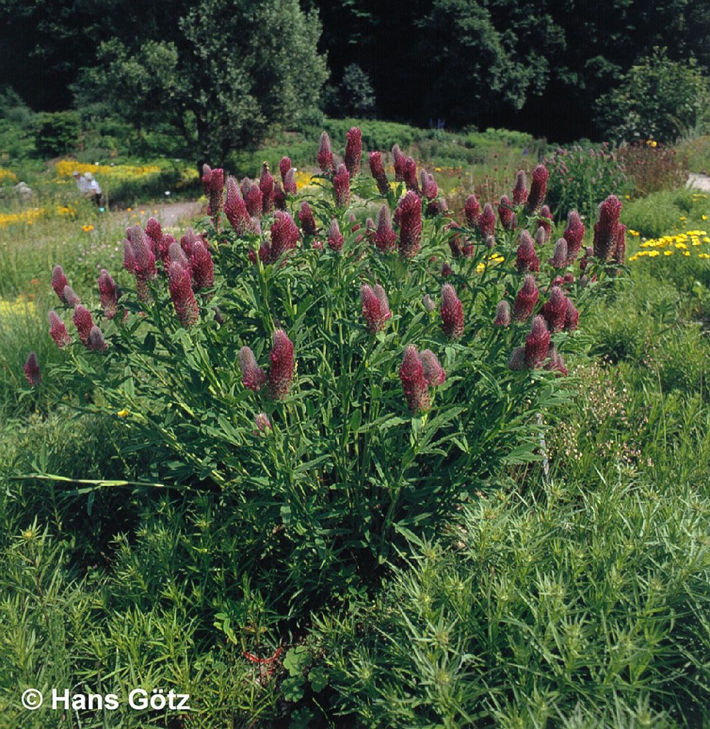 Purpur-Klee (Trifolium rubens)
