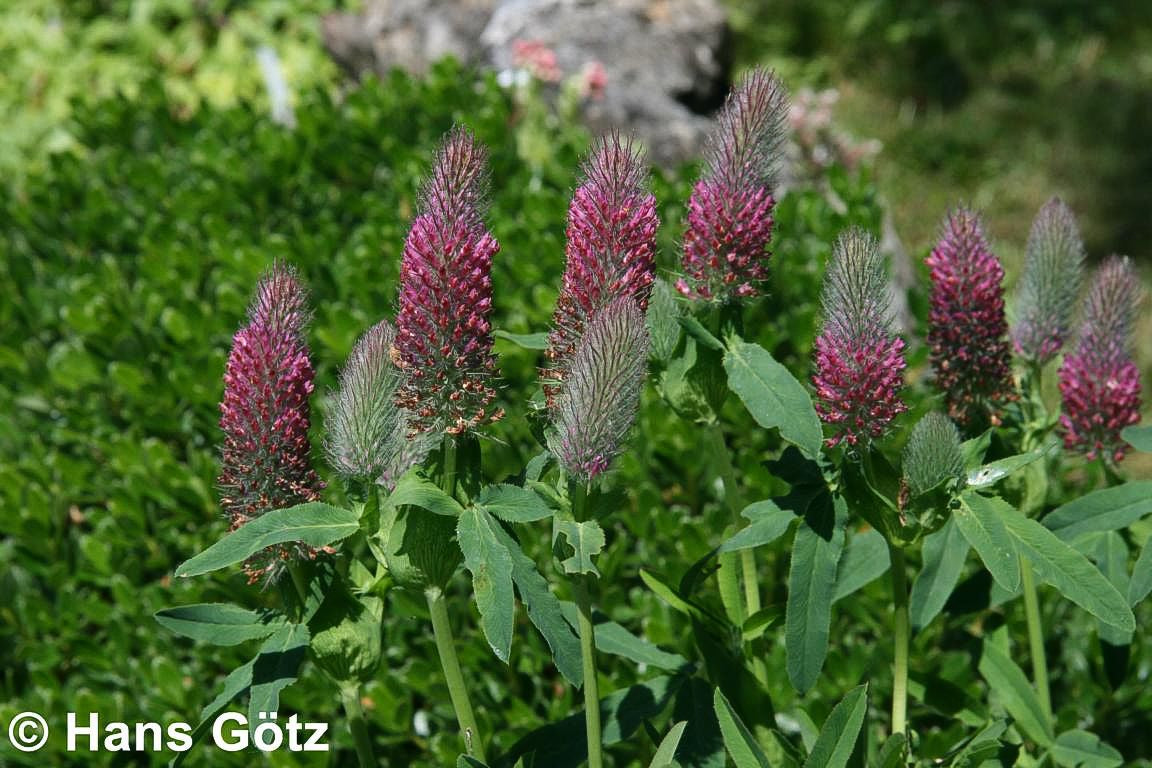Purpur-Klee (Trifolium rubens)