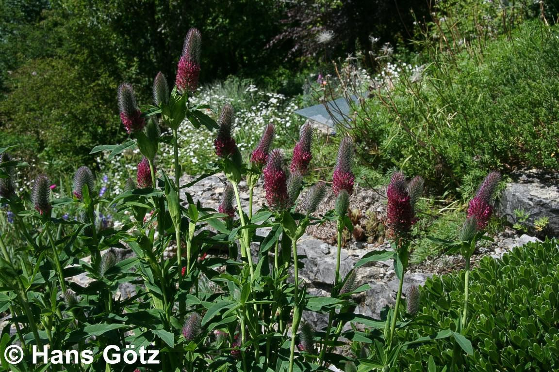 Purpur-Klee (Trifolium rubens)