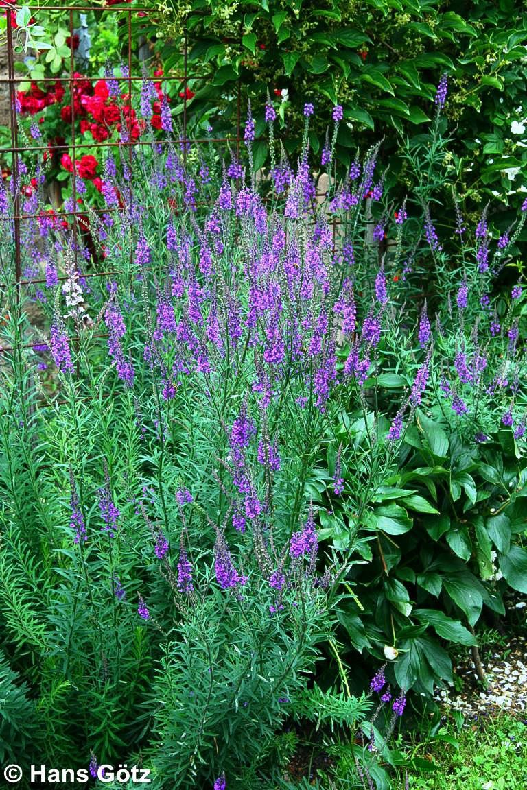 Purpur-Leinkraut (Linaria purpurea)