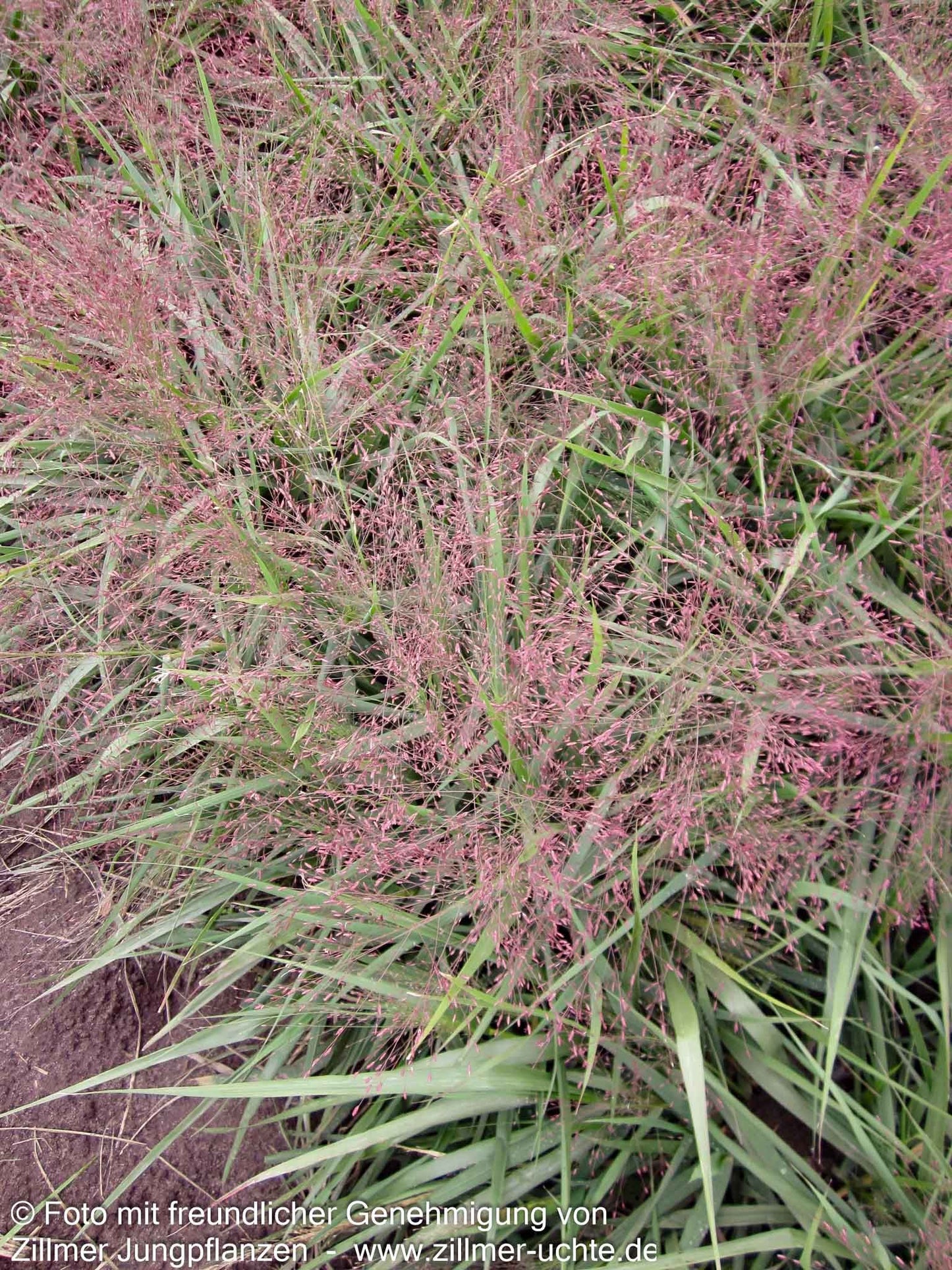 Purpur-Liebesgras (Eragrostis spectabilis)