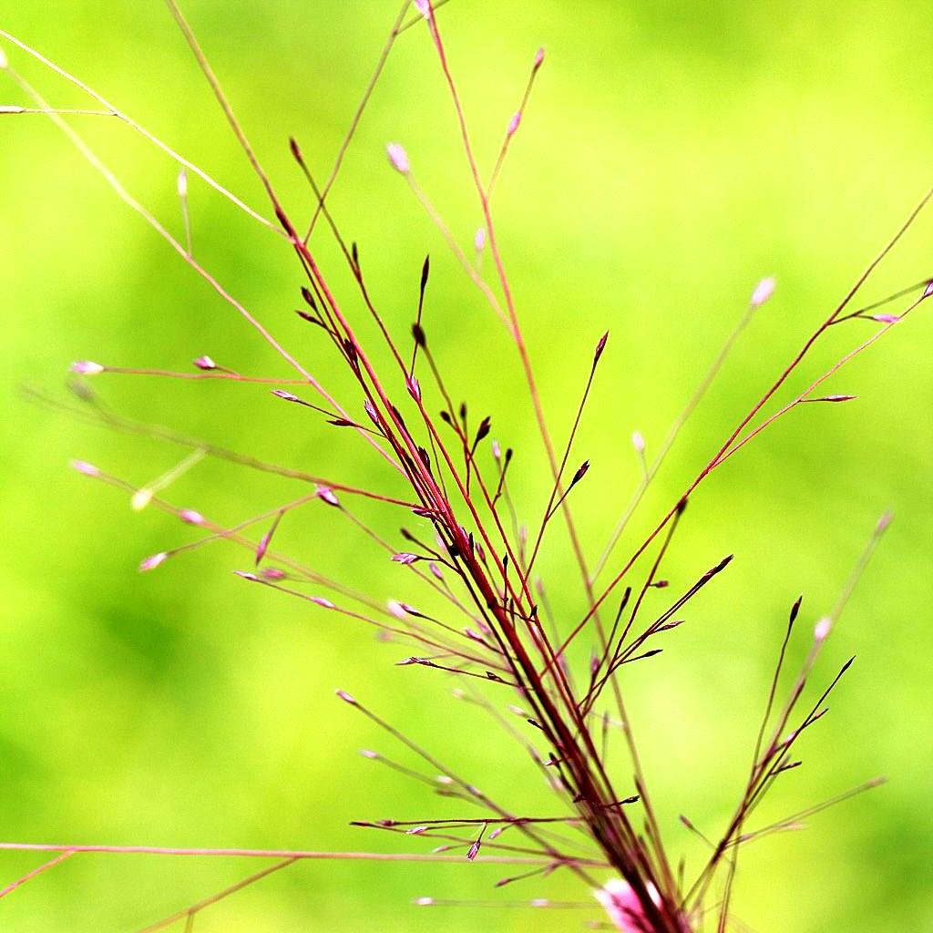 Purpur-Liebesgras 'Purpurflirren' (Eragrostis spectabilis)