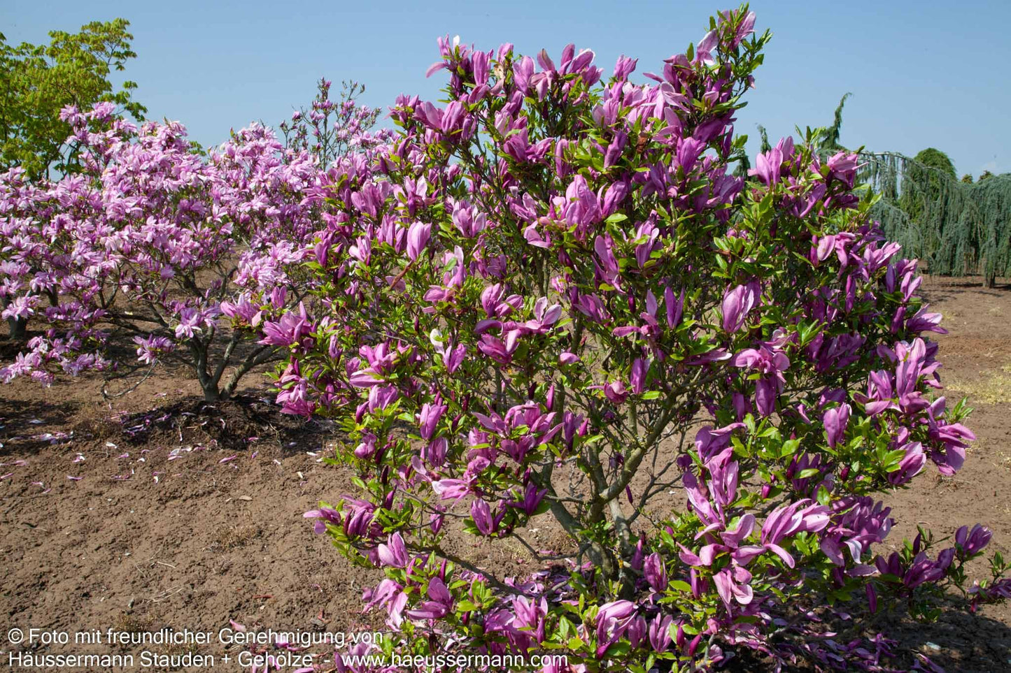 Purpur-Magnolie 'Nigra' (Magnolia liliiflora)