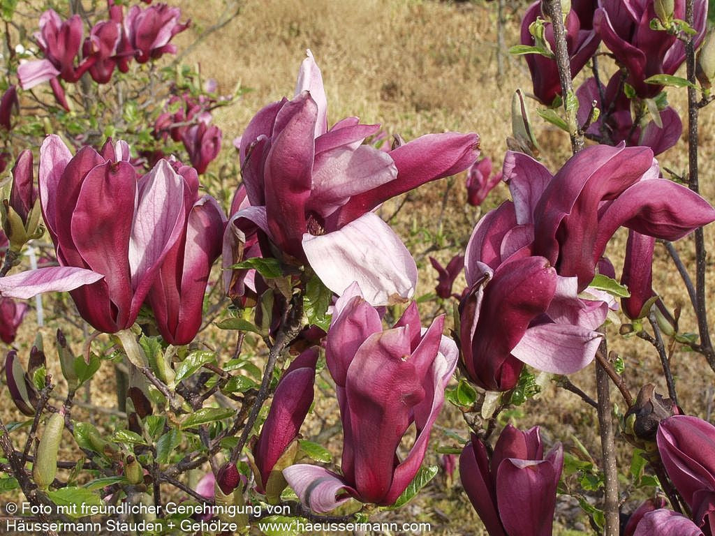 Purpur-Magnolie 'Nigra' (Magnolia liliiflora)