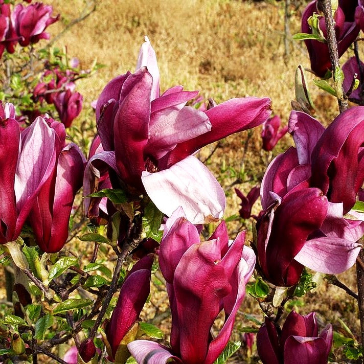 Purpur-Magnolie 'Nigra' (Magnolia liliiflora)