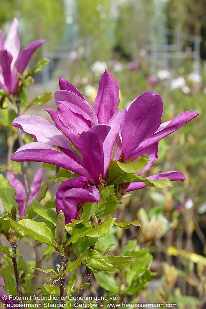 Purpur-Magnolie 'Susan' (Magnolia liliiflora)