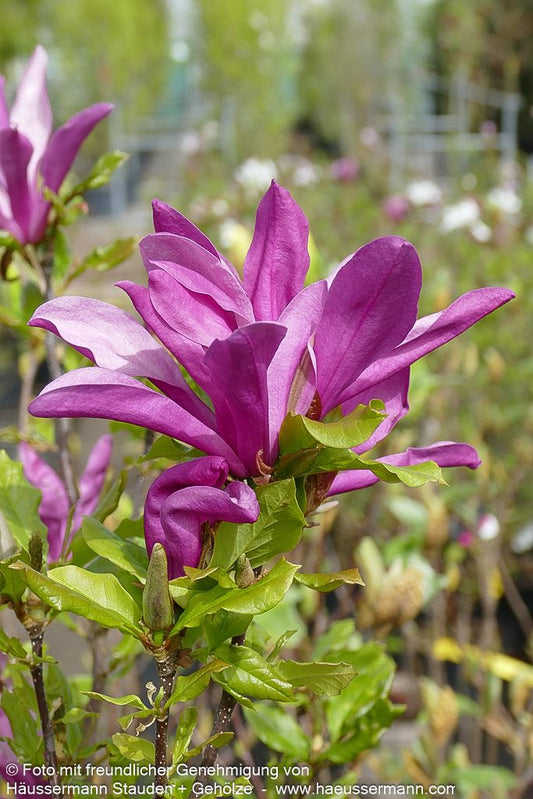 Purpur-Magnolie 'Susan' (Magnolia liliiflora)