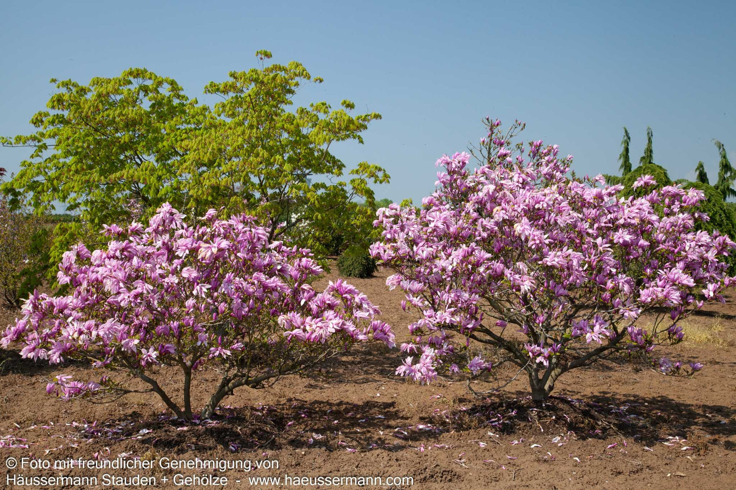 Purpur-Magnolie 'Susan' (Magnolia liliiflora)