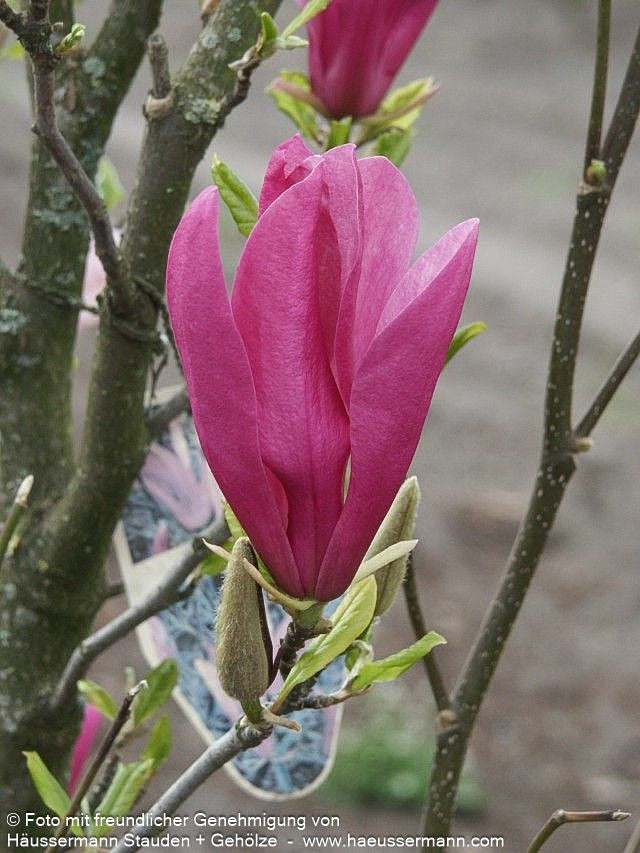Purpur-Magnolie 'Susan' (Magnolia liliiflora)