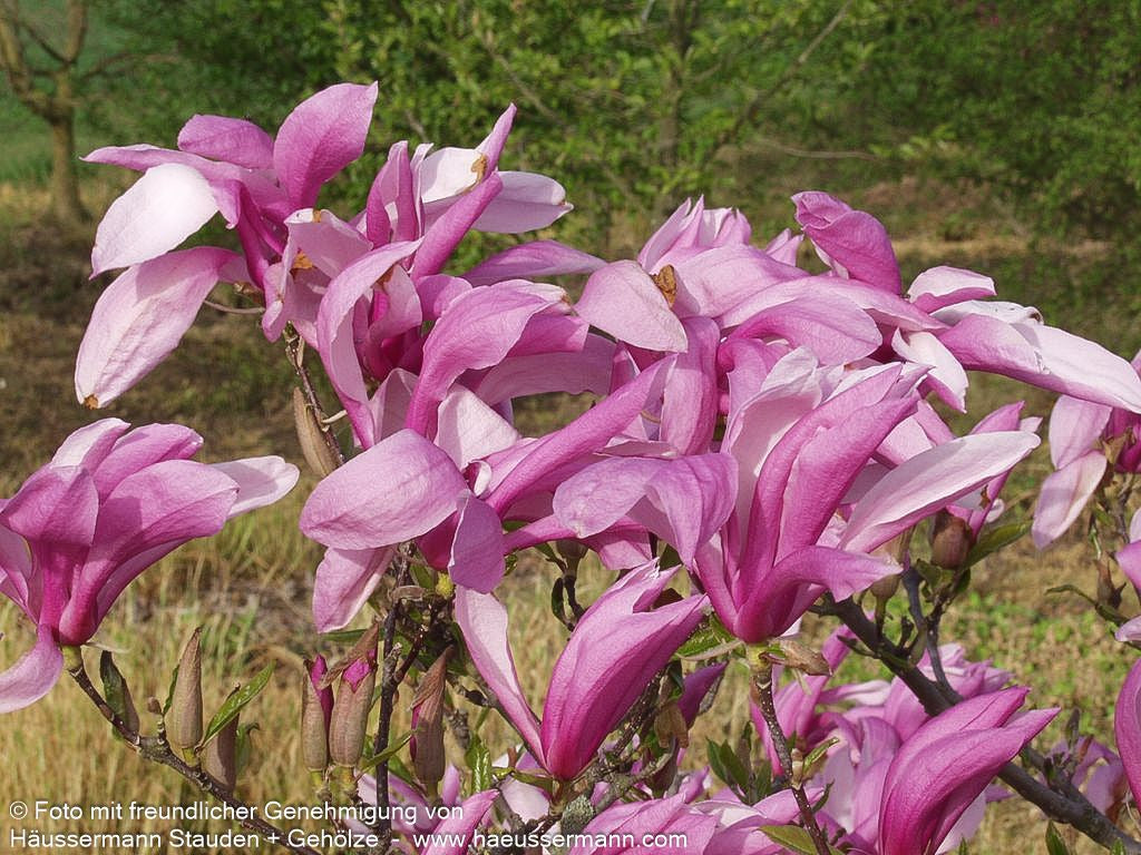 Purpur-Magnolie 'Susan' (Magnolia liliiflora)