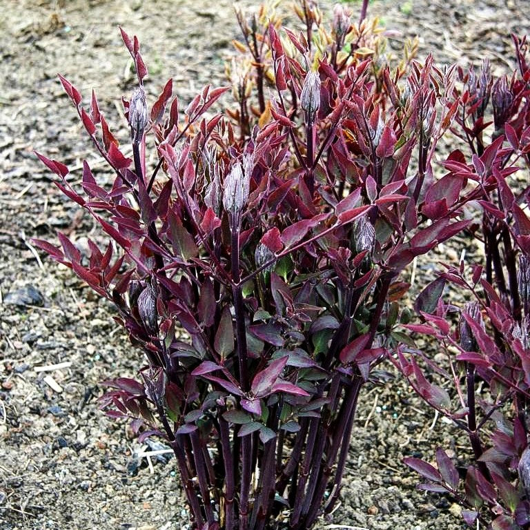 Purpur-Stauden-Waldrebe 'Purpurea' (Clematis recta)
