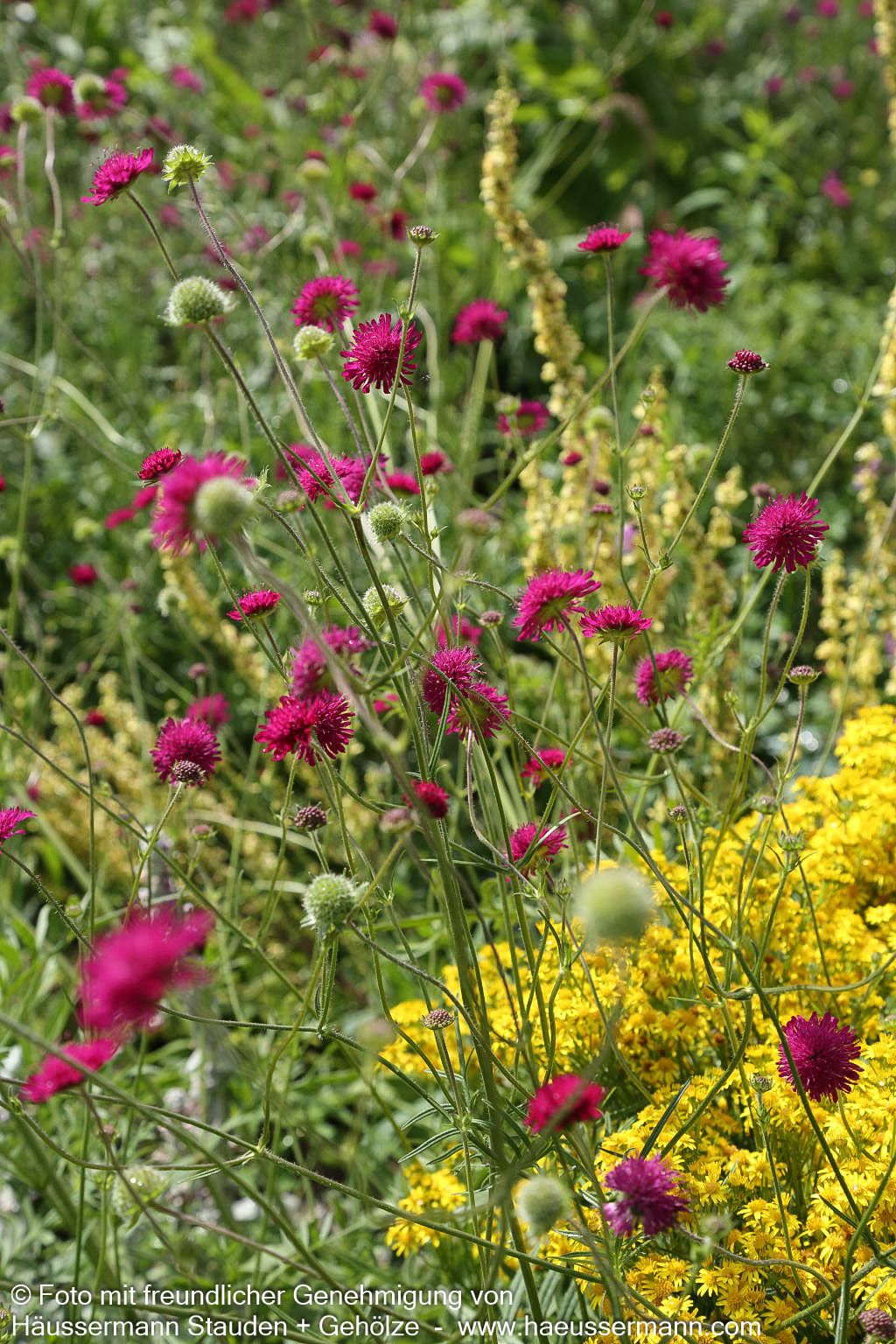 Purpur-Witwenblume (Knautia macedonica)