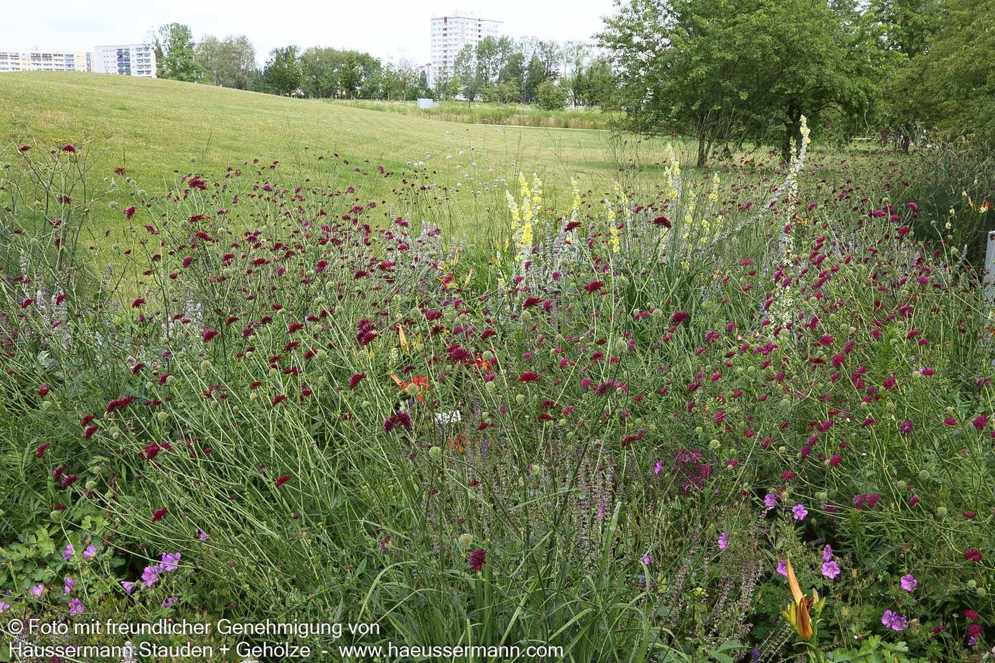 Purpur-Witwenblume (Knautia macedonica)