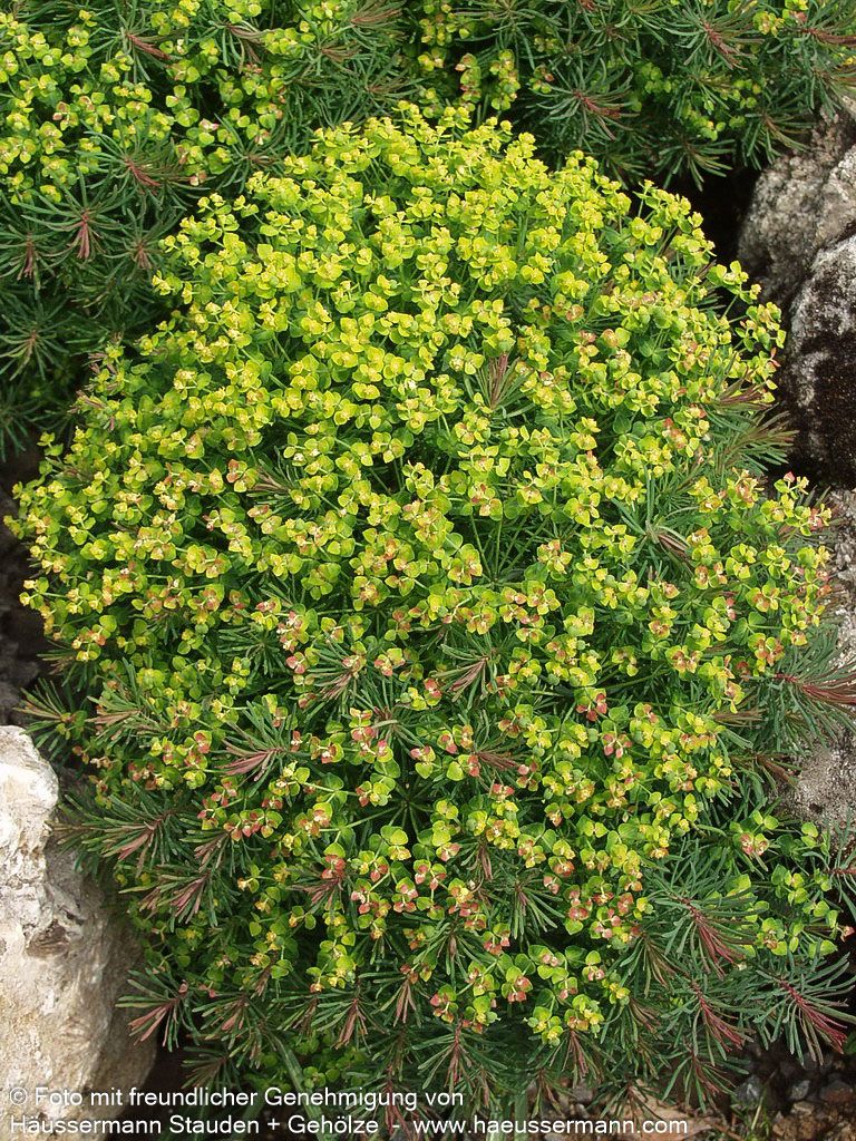 Purpur-Zypressen-Wolfsmilch 'Clarice Howard' (Euphorbia cyparissias)
