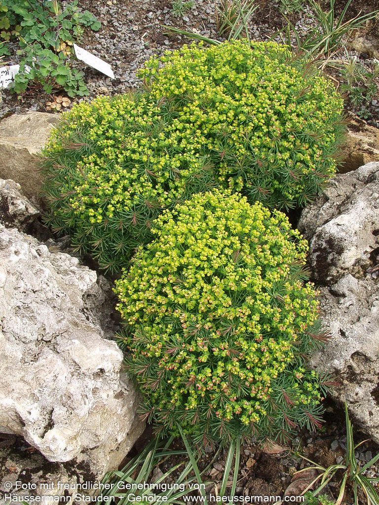 Purpur-Zypressen-Wolfsmilch 'Clarice Howard' (Euphorbia cyparissias)