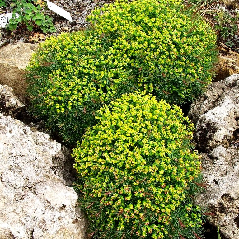 Purpur-Zypressen-Wolfsmilch 'Clarice Howard' (Euphorbia cyparissias)