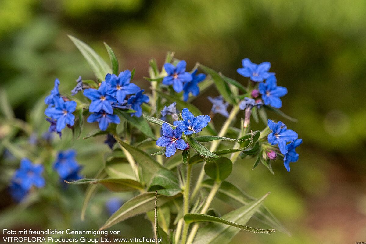 Purpurblauer Steinsame (Buglossoides purpurocaerulea)