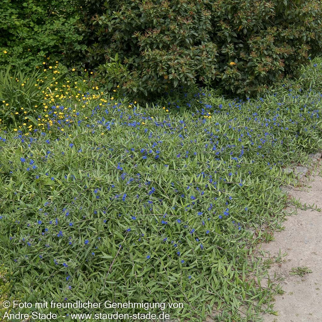 Purpurblauer Steinsame (Buglossoides purpurocaerulea)