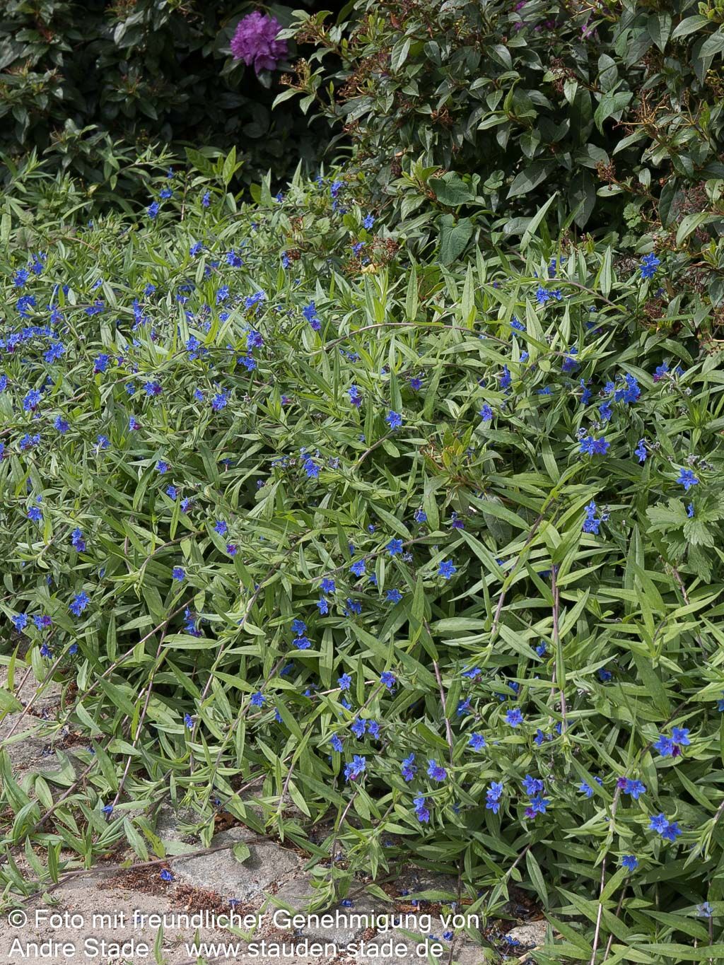 Purpurblauer Steinsame (Buglossoides purpurocaerulea)
