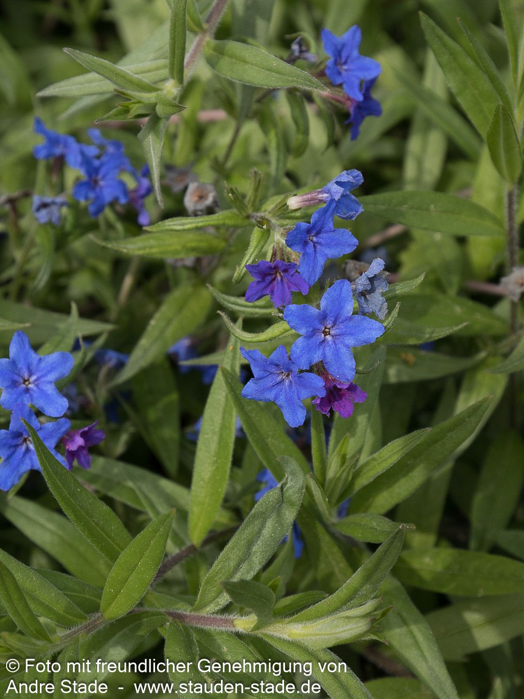 Purpurblauer Steinsame (Buglossoides purpurocaerulea)
