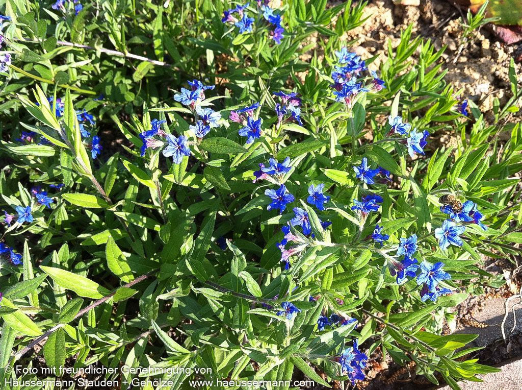 Purpurblauer Steinsame (Buglossoides purpurocaerulea)
