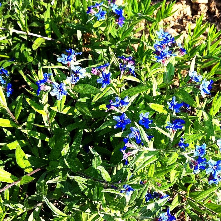 Purpurblauer Steinsame (Buglossoides purpurocaerulea)