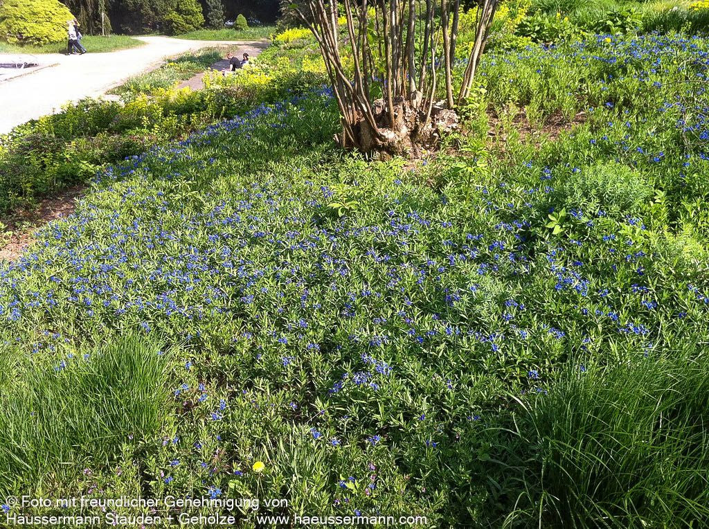 Purpurblauer Steinsame (Buglossoides purpurocaerulea)