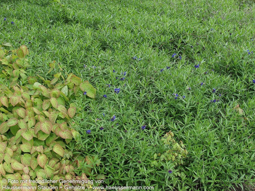 Purpurblauer Steinsame (Buglossoides purpurocaerulea)