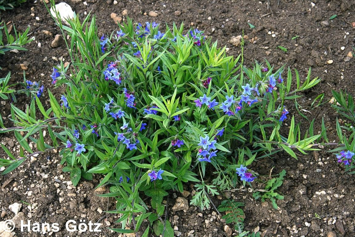 Purpurblauer Steinsame (Buglossoides purpurocaerulea)