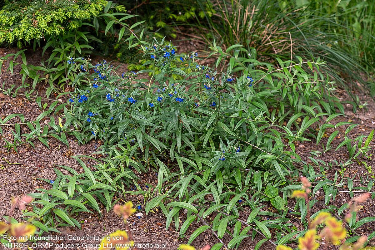 Purpurblauer Steinsame (Buglossoides purpurocaerulea)
