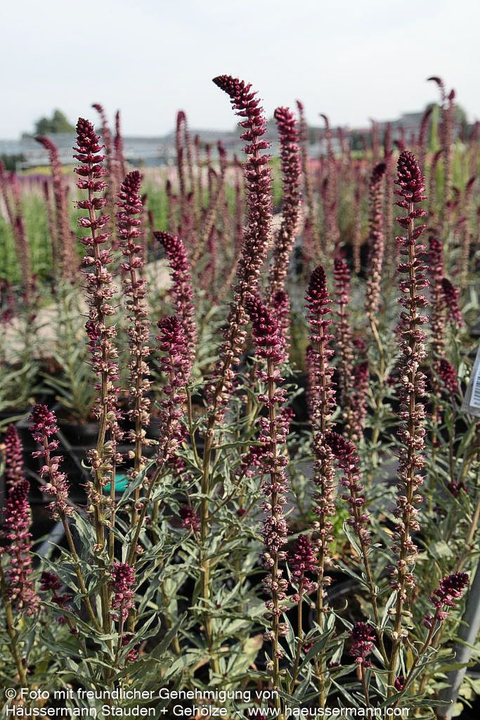 Purpurblühender Felberich (Lysimachia atropurpurea)