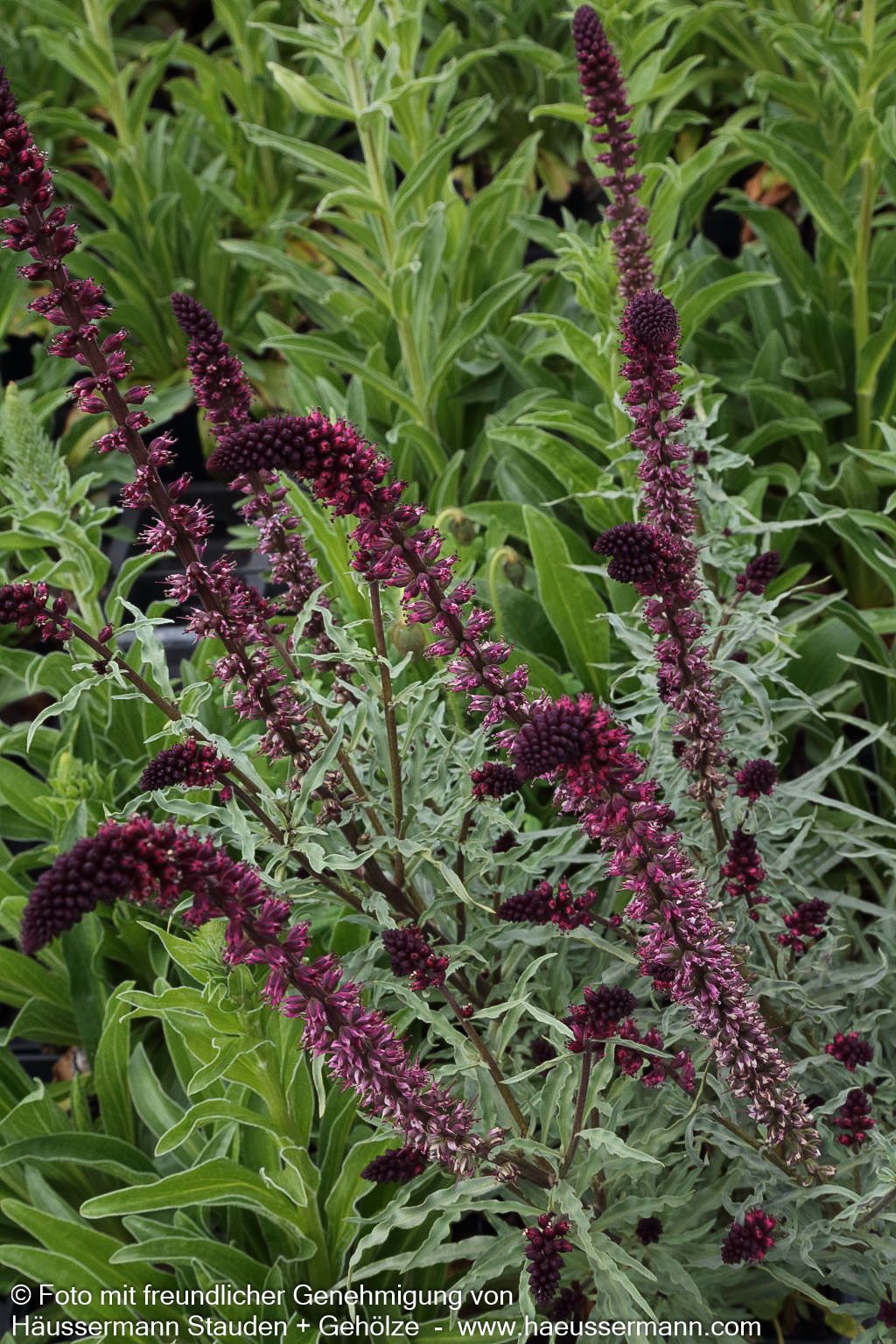 Purpurblühender Felberich (Lysimachia atropurpurea)