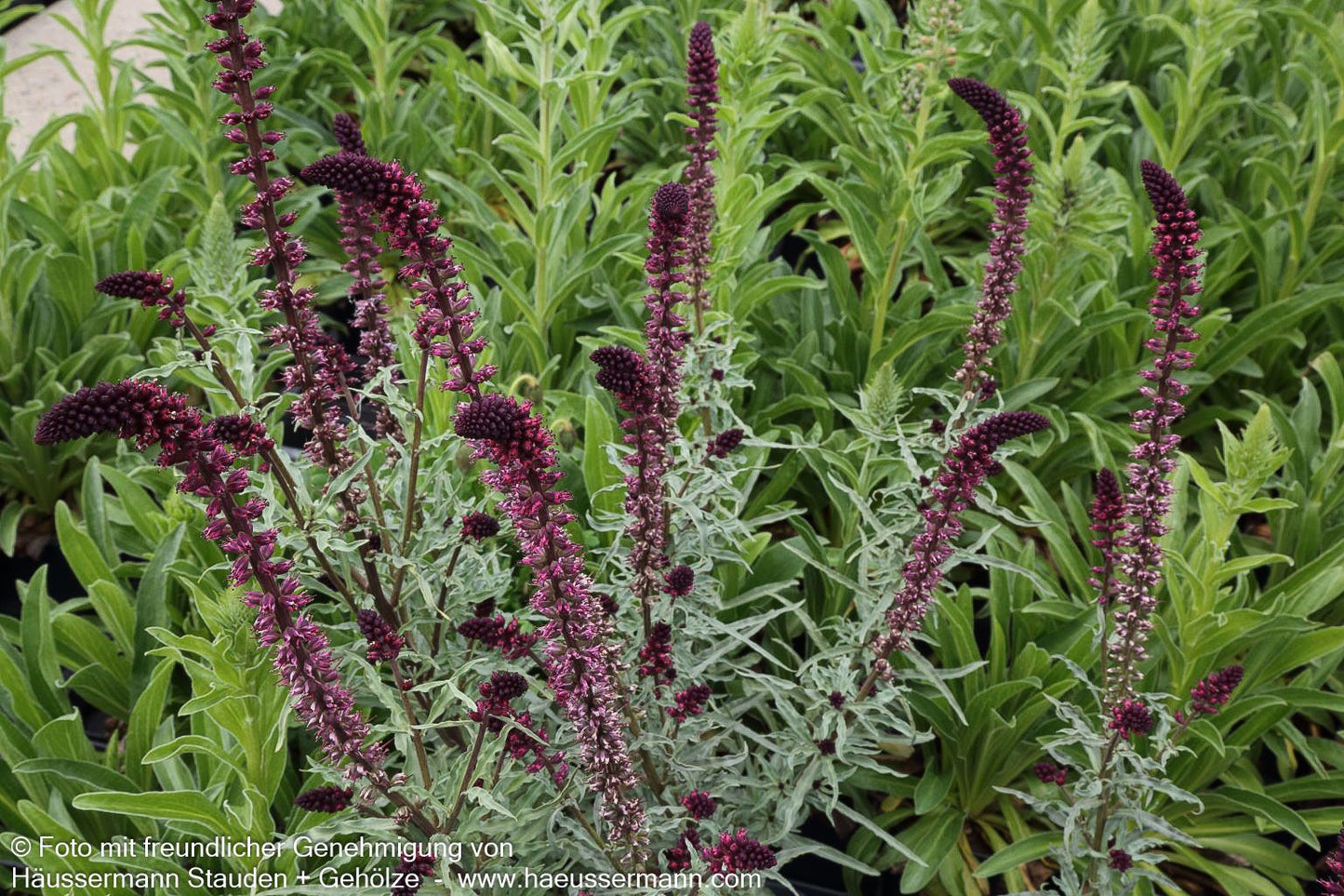 Purpurblühender Felberich (Lysimachia atropurpurea)