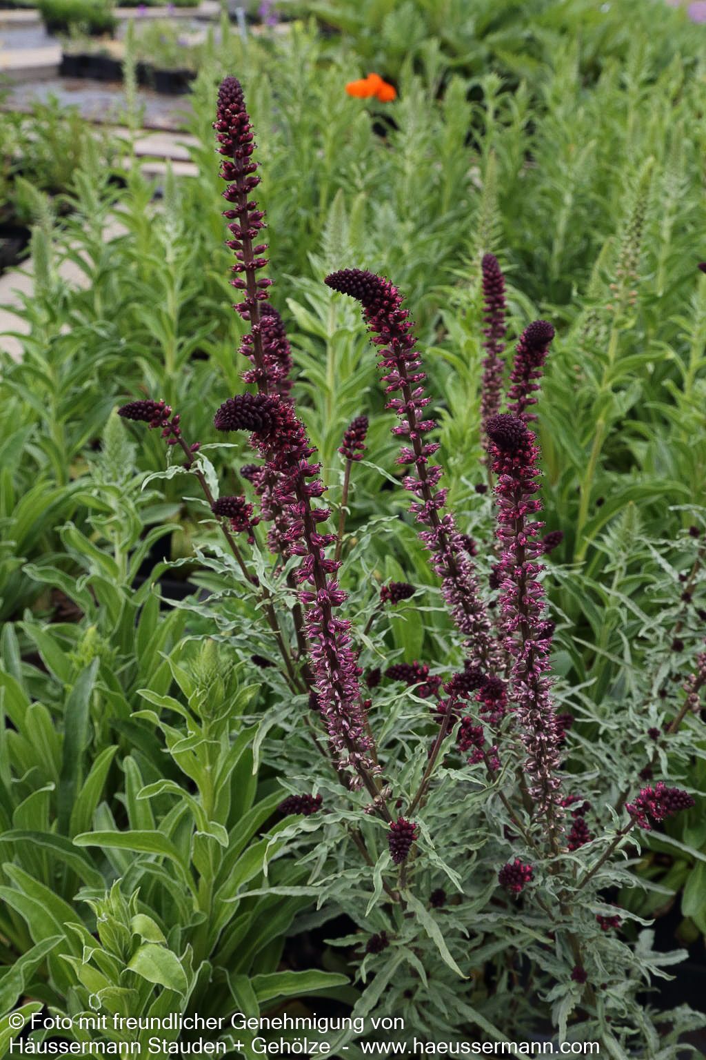 Purpurblühender Felberich (Lysimachia atropurpurea)