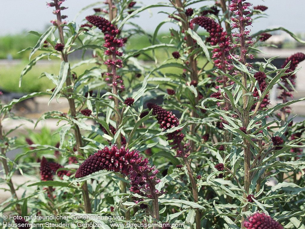 Purpurblühender Felberich (Lysimachia atropurpurea)