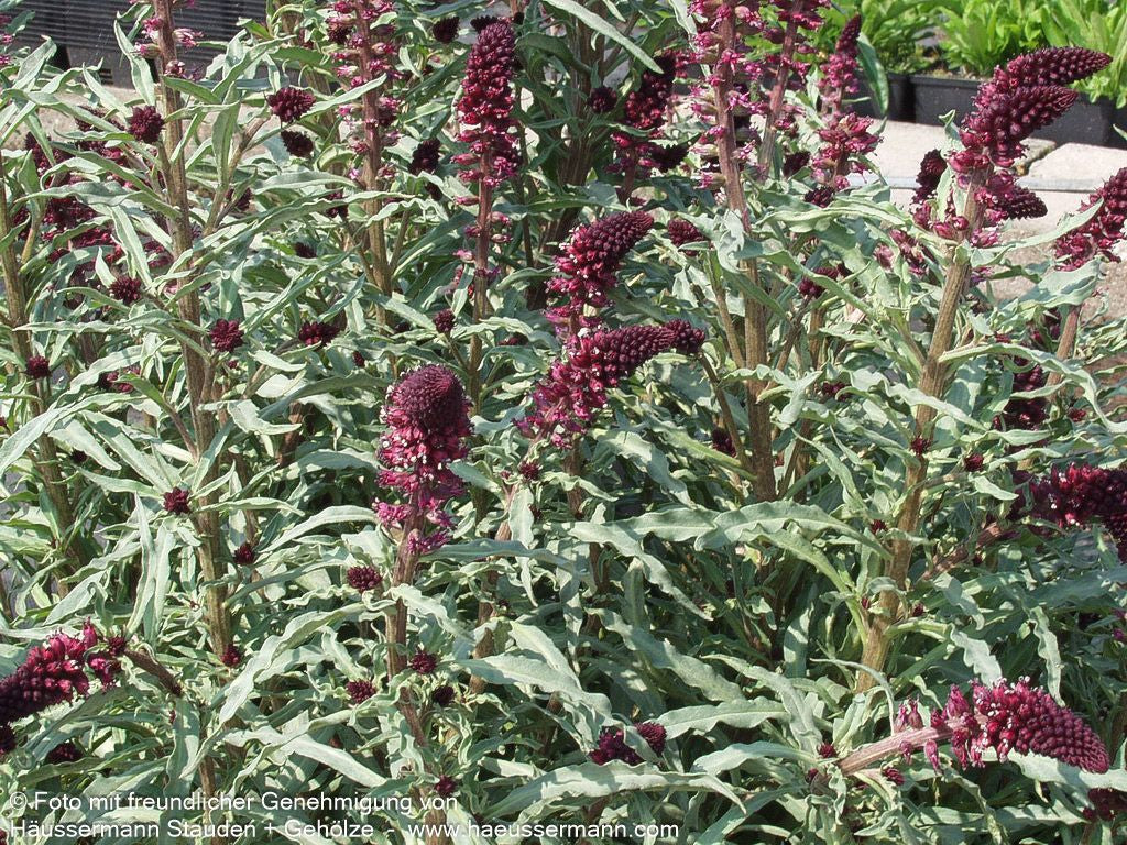 Purpurblühender Felberich (Lysimachia atropurpurea)