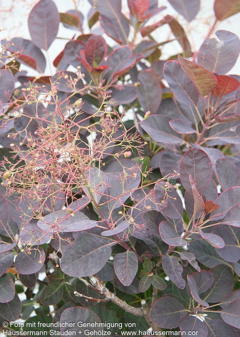 Purpurfarbener Perückenstrauch 'Royal Purple' (Cotinus coggygria)