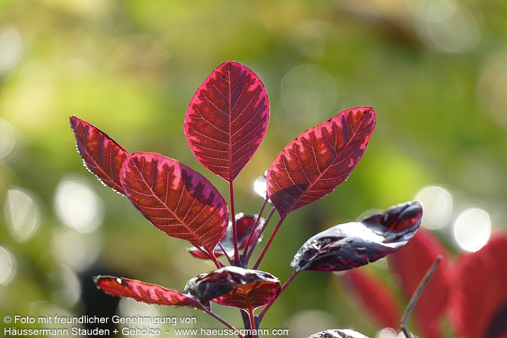 Purpurfarbener Perückenstrauch 'Royal Purple' (Cotinus coggygria)