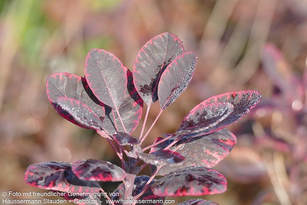 Purpurfarbener Perückenstrauch 'Royal Purple' (Cotinus coggygria)