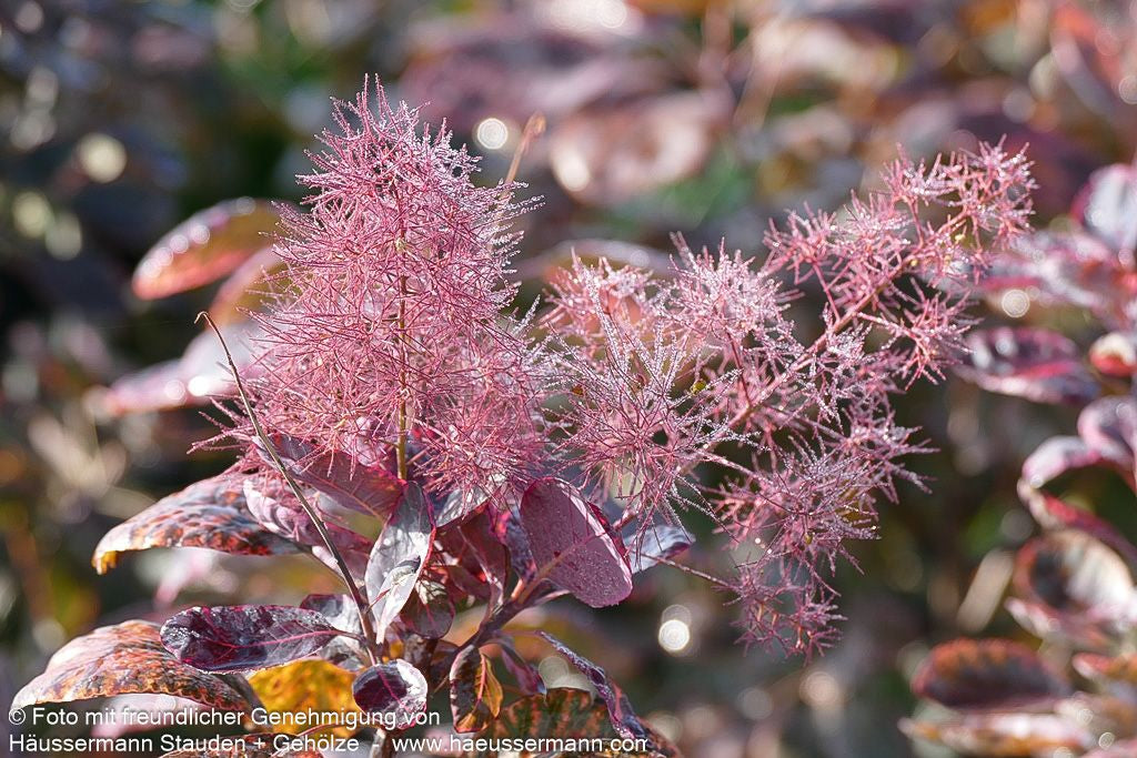 Purpurfarbener Perückenstrauch 'Royal Purple' (Cotinus coggygria)