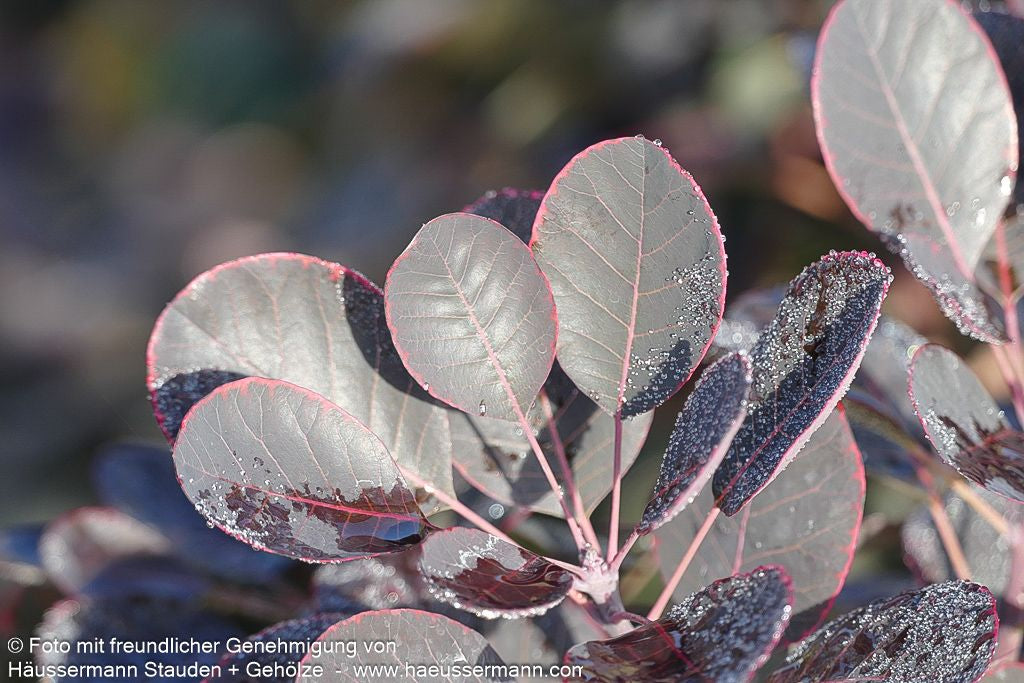 Purpurfarbener Perückenstrauch 'Royal Purple' (Cotinus coggygria)