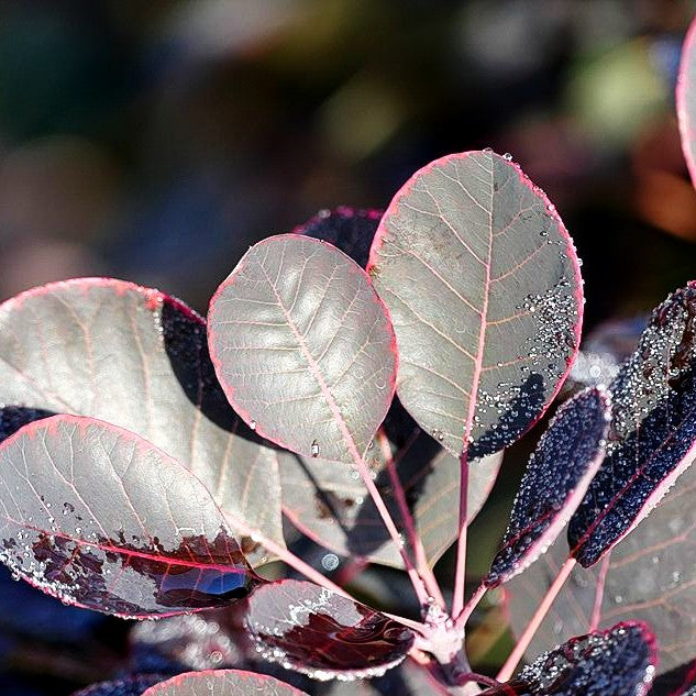 Purpurfarbener Perückenstrauch 'Royal Purple' (Cotinus coggygria)
