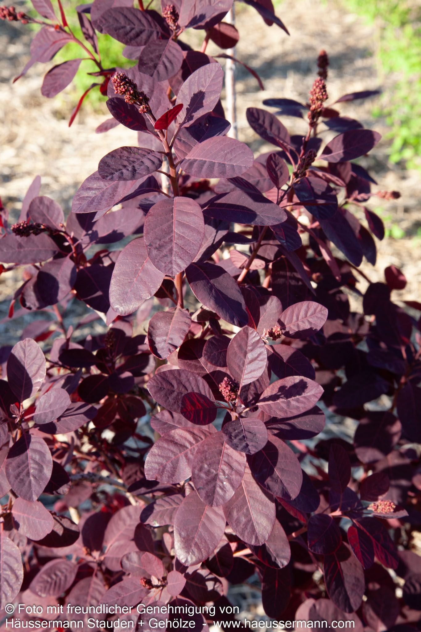Purpurfarbener Perückenstrauch 'Royal Purple' (Cotinus coggygria)